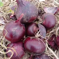 بذر پیاز قرمز اناری