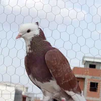 کبوتر