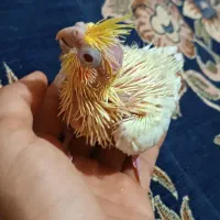 جوجه عروس هلندی سرلاکی