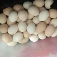 تخم مرغ محلی