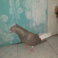 مشکی دم سفید ماده درشت