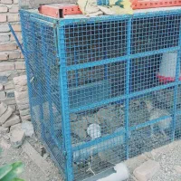 قفس مرغ تمام فنس