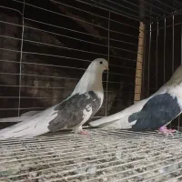 فروش کبوتر نقش