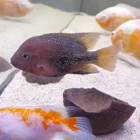 ماهی ویجا رد سینسیلا