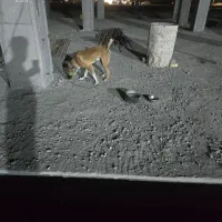 سگ نگهبانی|سگ|بهارستان, |دیوار