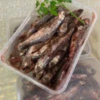 کولی سفید شور خونگی