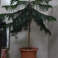 گیاه کاج آروکاریا