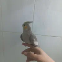 عروس هلندی