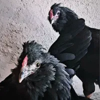 جوجه و تخم‌ مرغ و خروس گلین محلی فول کیفیت|حیوانات مزرعه|شیراز, گل سرخ|دیوار