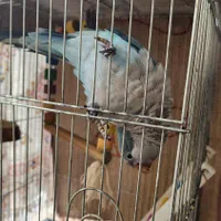 پرنده|پرنده|فومن, |دیوار