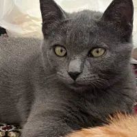 واگذاری گربه ۴ ماهه