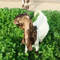 بز و پازن پاکستانی