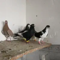 کبوتر زیل سیاها۱۵۰۰ بقیه ۶تا دونه ای ۳۰۰|پرنده|قزوین, |دیوار