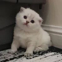 مجموعه گربه در تمامی نژاد ها MeowHop|گربه|کرمان, |دیوار
