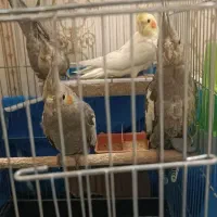 ۵عدد عروس هلندی دستی و ریزه خون