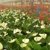 اجاره ویا شراکت درگلخانه  سرپوشیده ومدرن