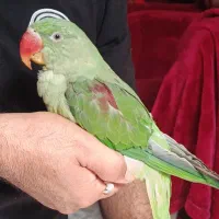 شاه طوطی|پرنده|سیرجان, |دیوار