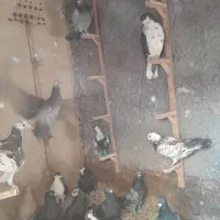 کفتر|پرنده|مشهد, انقلاب|دیوار