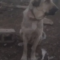 واگذاری سگ پژدز گله ای