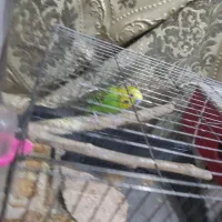 مرغ عشق نرباقفس نوبالانه فروش فوری نیازمالی