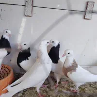 کفتر جوجه طوقی