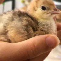 بوقلمون جوجه بوقلمون بیوتی برنزه تخم نطفه دار