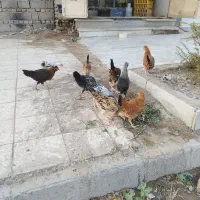 جوجه زیرمرغی شوره ای
