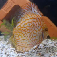 دیسکس چکربرد|ماهی|ری, سیزده آبان|دیوار