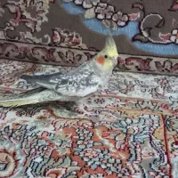 عروس گلباقالی نر