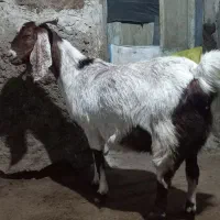 بزپاکستانی ۳قلوزا