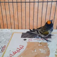 سهره گلبسرنر۱۰عدد