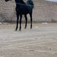 کره نریان دوسال نوه طاووس دست شکسته