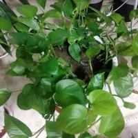 گل طبیعی|گل و گیاه طبیعی|شاهین‌شهر, فردوسی|دیوار