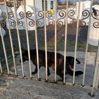 سگ ژرمن بلک ماده اصیل|سگ|پرهسر, |دیوار