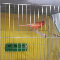 فروش انواع قناریهای مست مست درتنوع رنگ بالا|پرنده|بندر ماهشهر, |دیوار