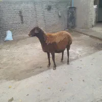 گوسفندبره داروگوسفندابستن|حیوانات مزرعه|سرخنکلاته, |دیوار