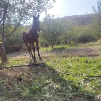 کره اسب مادیان سه ماهه