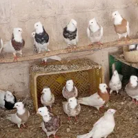 20عددطوقی درجه یک