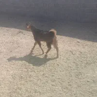 کهره نر|حیوانات مزرعه|داراب, |دیوار