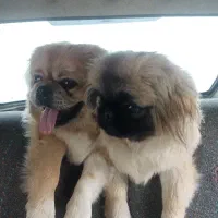 پیکینیز امپریال