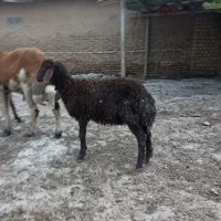 بره نر قزل افشار ،مخصوص پروار