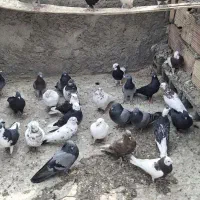 کبوتر  بازی کن