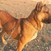 فروشی سگ سرابی ماده پنج ماهه نژاد اصل سرابی قیمت۳۰|سگ|شهریار, شهرک وائین|دیوار