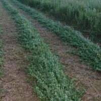 یونجه خوردشده تحویل دامداری|لوازم جانبی حیوانات|لار, |دیوار