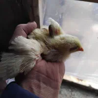 جوجه۱۰ روزه گوشتی