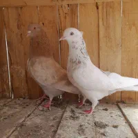 ۱۱ عدد پرشی