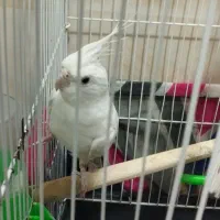 عروس هلندی آلبینو نر