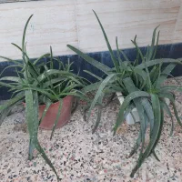 گل و گیاه|گل و گیاه طبیعی|ایذه, |دیوار