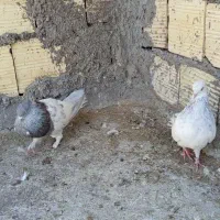 جفت کله ای آس|پرنده|بم, |دیوار