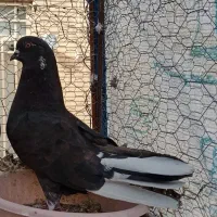 کبوتر
